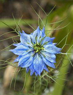 Nigella Damascena Flower Delivery