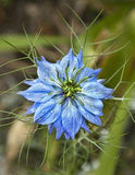 Nigella Damascena Flower Delivery