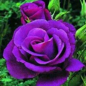 Purple roses seeds- 20 seeds - code 004