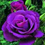 Purple roses seeds- 20 seeds - code 004