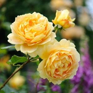 Yellow roses seeds - 20 seeds - code 603