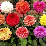 LARGE DOUBLE DAHLIA Dinnerplate Giant Huge Tall Grandiflora 10 Seeds