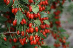 How to Grow Goji Berries in Pots Flower Delivery