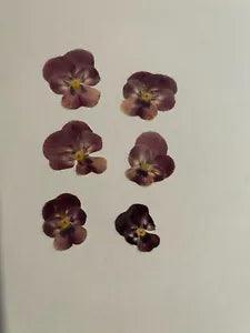 Pressed Dried Flowers All Natural Not Dyed Or Coloured Viola Flowers Pink L1