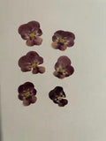 Pressed Dried Flowers All Natural Not Dyed Or Coloured Viola Flowers Pink L1