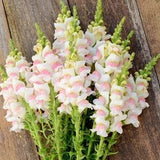 25 seeds Snapdragon Potomac Appleblossom Antirrhinum majus