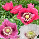50 seeds Heirloom Pepperbox Breadseed Poppies mix