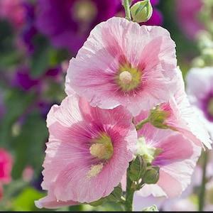 SOFT PINK HOLLYHOCK Seeds  Organic Heirloom  Fresh Seeds from summer of 2023 , Canada Seeds
