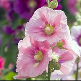SOFT PINK HOLLYHOCK Seeds  Organic Heirloom  Fresh Seeds from summer of 2023 , Canada Seeds