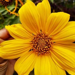 Tithonia diversifolia / Mirasolia diversifolia - Japanese Sunflower, Tree Marigold, Mexican Tournesol, Mexican Sunflower - 400 Seeds