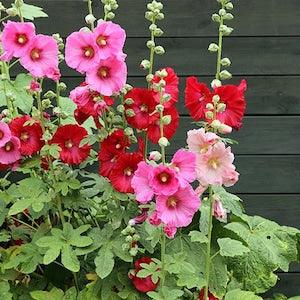 Rouge Tones Hollyhock Flowers Seeds - Great gift idea- Colors as in picture New -Fresh seeds
