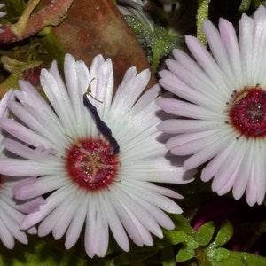 100 Pcs  White Livingstone Daisy Flower Seeds-Dorotheanthus Bellidiformis-White Ice Plant-FL109