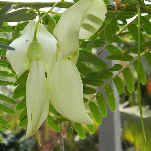 Sesbania Grandiflora 10 Seeds - White flower Hummingbird Tree - Bright pea like blossoms | Fast Splitting, 95% GERM, Non GMO