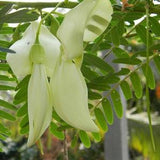 Sesbania Grandiflora 10 Seeds - White flower Hummingbird Tree - Bright pea like blossoms | Fast Splitting, 95% GERM, Non GMO