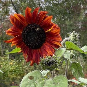 Muti-color Assorted Sunflower Seeds - Decorative Sunflowers - 60+ Seeds - New