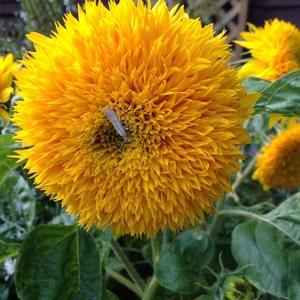 Dwarf Teddy Bear SUNFLOWER SEEDS Double Fluffy, Cut Flower Bouquets, florist wedding from Dizzy Bees Urban Garden