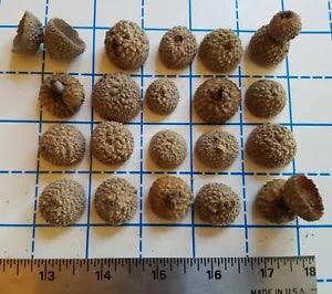 20 pcs. acorn caps for crafting, fairy house, wreaths