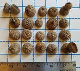 20 pcs. acorn caps for crafting, fairy house, wreaths