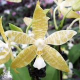 Phal. hieroglyphica var. flava ?? sib