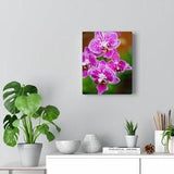 Spotted Orchid - Canvas