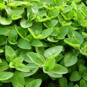200 Seeds-Organic Wild Marjoram Plant Seed-Oregano Marjoram Purple Plant-Origanum Majorana Non GMO-J028-Highly Fragrant and Beneficial Herb