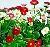 200 Bellis Perennis Super Enorma Flower Seeds (Mix) | English Daisy | Medicinal