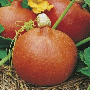 10 Seeds Non-GMO organic Uchiki Kuri Red Kuri Squash winter squash Seeds