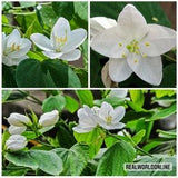 10 seeds of BAUHINIA ACUMINATA,PHANERA acumia - orchid tree -high quality seeds selected top
