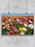 Colorful Ranunculus Flower Field Poster -Image by Shutterstock