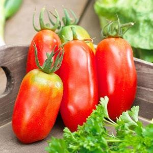 25 Seeds- Organic San Marzano Tomato Seeds-Z166  -Non GMO-Divinely Sweet -Solanum Lycopersicum