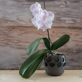 Handmade black ceramic decorative planter. Black pottery pot with decorative holes. Especially suitable for Moth orchids. Nordic minimalist.