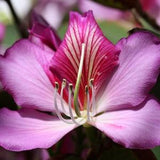Bauhinia variegata - Pink Orchid Tree - 5 Seeds ** Very Fresh Seeds **