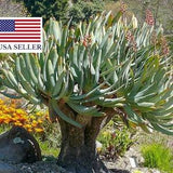 Aloe plicatilis - Fan Aloe - 5 Seeds - Succulents