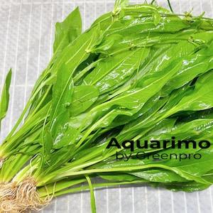 6 Packs Amazon Sword XXL Loose US Nurseries Aquarium Plant Decoration Tank Freshwater