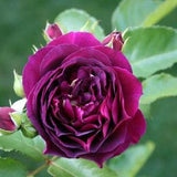 ORGANIC ROSE Seeds -15 Seeds  Rosebush Seeds - Rosa Rugosa