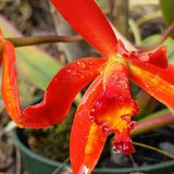 Orchid Cattleya Brazilian Angel x luteola Discounted Price