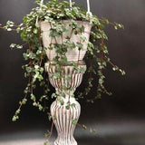 Pilea glauca 4.5??? pot