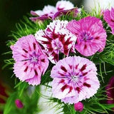 Sweet William Flower Seeds, "COOL BEANS N sprouts" Brand. Non-GMO. Home Gardening.