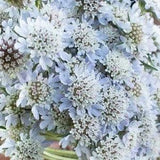 20 Scabiosa, Pincusion Star Flower, SCABIOSA STELLATA - papery seed pods, useful for both fresh and dried bouquets