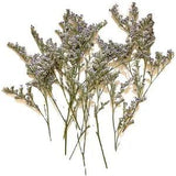 12PCS Real Pressed Dry Lover's grass Flower, purple flowers for art craft FHT29