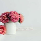 China Aster Serenade Seeds - Callistephus chinensis - Annual Flower Seeds