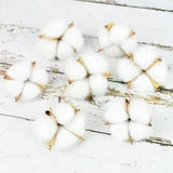 5PCS/10PCS White Cotton Flower Head 5.5 Cm Natural Head Dried Flower...