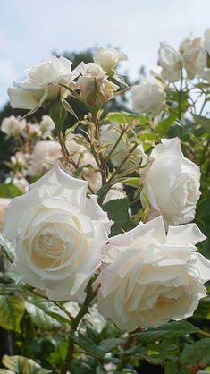 Rosa Korjoslio Alaska Climbing Rose White Flowering Climber Flower Delivery
