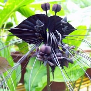 Black Tiger Shall Orchid Seeds Tiger Seeds Orchid Flower Seeds 20 Pcs/Bag (code14)