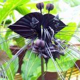 Black Tiger Shall Orchid Seeds Tiger Seeds Orchid Flower Seeds 20 Pcs/Bag (code14)