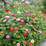 25 Benarys Blue Point Zinnia Seed Mix / Zinnia Elegans / Cut Flower / Bouquet /Wedding Flowers / English Garden / Wildflowers / Cottage /