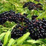 SAMBUCUS NIGRA Common Elderberry American Canadian Elder 10 Seeds