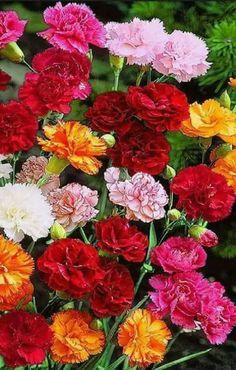Vegyes sz??nekben gy?ny?r? szegf? vir??gok. Flower Delivery