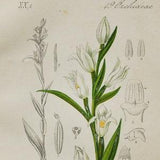 Narrow-Leaved Helleborine Orchid Print - Original Antique Botanical 1880s - Cephalanthera pallens (plant flower seed orchidaceae white)