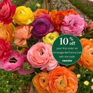 Ranunculus Mix corms, mixed variety of colors (Buttercup), perennial flowers, orange, yellow, red, white, pink, purple blooms
